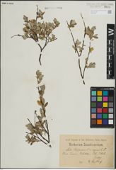 Foto von Salix lapponum L. x Salix repens L.